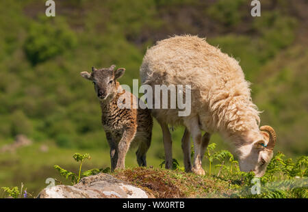 Una delle Ebridi Soay Pecora e agnello al Cleadale crofting comunità, Isola di Eigg, piccole isole Ebridi Interne, Scotland, Regno Unito, Europa Foto Stock