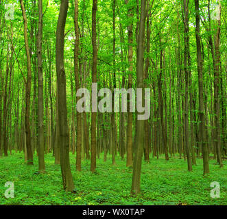 Vista mozzafiato come il sole splende attraverso la foresta in una nebbiosa giorno Foto Stock