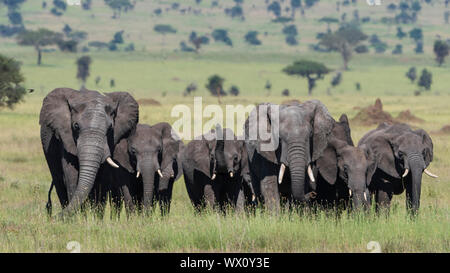 Africa mandria di elefante africano (Loxodonta africana) passeggiate nel Serengeti, Sito Patrimonio Mondiale dell'UNESCO, Tanzania, Africa orientale, Africa Foto Stock