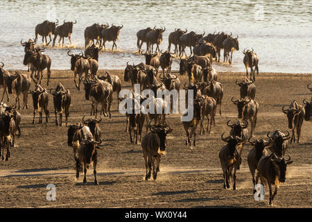 La migrazione di GNU (Chonnochaetes tautinus) attraversando il lago Ndutu, Serengeti, Sito Patrimonio Mondiale dell'UNESCO, Tanzania, Africa orientale, Africa Foto Stock
