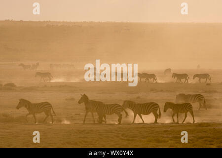 Le pianure zebre (Equus quagga) passeggiate in polvere al tramonto nella valle nascosta, Tanzania, Africa orientale, Africa Foto Stock