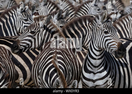 Una mandria di pianura zebre (Equus quagga) nella valle nascosta, Tanzania, Africa orientale, Africa Foto Stock