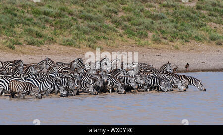 Una mandria di pianura zebre (Equus quagga) bere all'Hidden Valley lake, Tanzania, Africa orientale, Africa Foto Stock