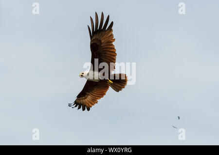 Un Brahminy kite (Haliastur indus), il simbolo di Langkawi, Geoforest Kilim Park, Langkawi, Malesia, Asia sud-orientale, Asia Foto Stock