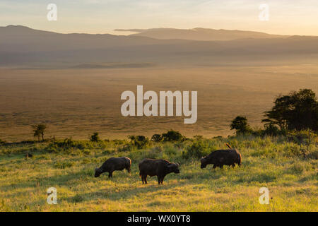 Bufali (Syncerus caffer) pascolare nel cratere di Ngorongoro, Sito Patrimonio Mondiale dell'UNESCO, Tanzania, Africa orientale, Africa Foto Stock