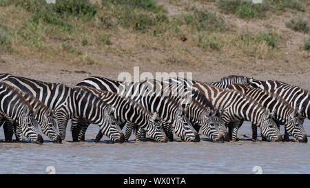Una mandria di pianura zebre (Equus quagga) bere all'Hidden Valley lake, Tanzania, Africa orientale, Africa Foto Stock