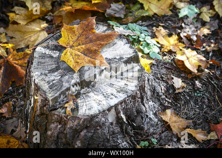 Vecchio ceppo di segato un tronco di albero. Foto Stock