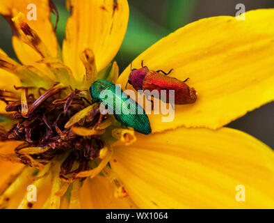 Questi piccoli e smagliante gioiello coleotteri attivi alimentazione su petali di fiori nel calore del giorno. Lo scintillante gioiello Beetle è un elemento comune di t Foto Stock