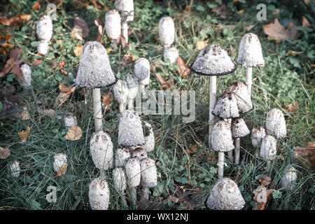 Non commestibili funghi velenosi toadstools. Foto Stock