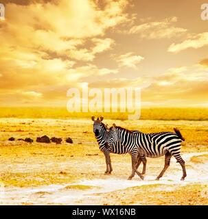 Safari Africano, zebre famiglia e paesaggio di Amboseli National Park, Kenya, animali selvatici di pascolare su campo secco su erba arancione tramonto, avventura, t Foto Stock