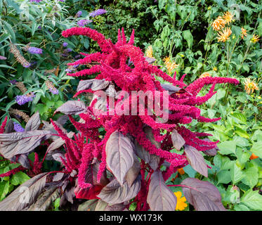 Colpisce i fiori dell'amore si trova lo spurgo Amaranthus caudatus noto come fiocco fiore fiore di velluto di coda di volpe e amaranto quilete in un giardino Inglese UK Foto Stock