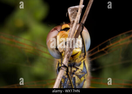 Bella la fotografia macro di libellula sleeping Foto Stock