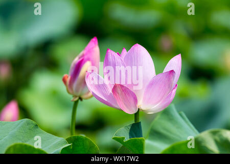 Lotus fiorisce in estate Foto Stock