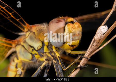 Bella la fotografia macro di libellula sleeping Foto Stock