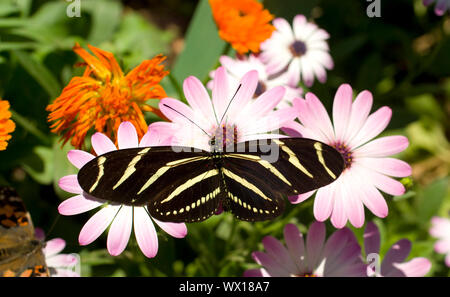 Una zebra Longwing Butterfly terre per uno snack Foto Stock