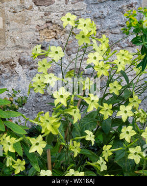 Nicotiana alata 'verde lime' crescendo in un confine soleggiata accanto alla parete di un edificio in un giardino Inglese UK Foto Stock