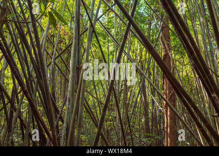 Bosco di bambù nella giungla del Parco nazionale Khao Sok in Thailandia Foto Stock