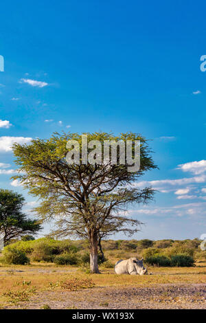 Appoggio di rinoceronte bianco sotto acacia Khama esposto nel Santuario di Rhino prenotazione, Safari Botswana - LA FAUNA Foto Stock