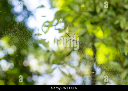 Web enorme con seta crociera nella giungla del Parco nazionale Khao Sok in Thailandia Foto Stock