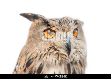 Gufo reale su bianco isolato sfondo. Foto Stock