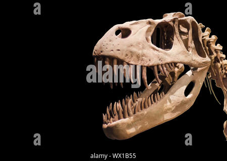 Tyrannosaurus Rex skeleton nero su sfondo isolato Foto Stock