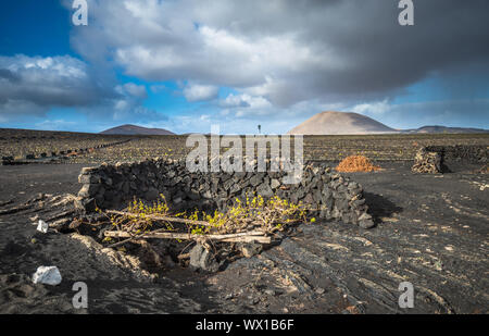 I vigneti di La Geria, Lanzarote, Isole Canarie, Spagna Foto Stock