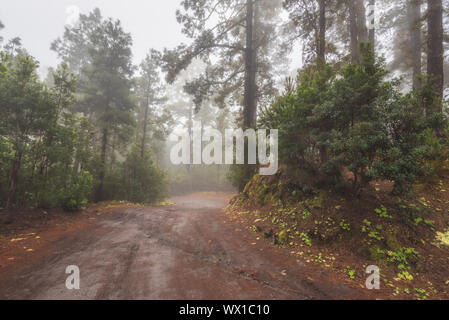 Bella foresta di nebbia in Arenas Negras, Tenerife, Isole canarie, Spagna. Foto Stock