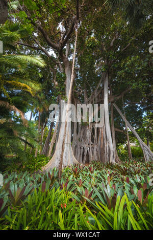 Albero della giungla. Moreton bay Fig (Ficus Macrophylla) Foto Stock