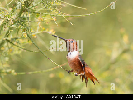 Allen del maschio Hummingbird arroccato svasata di coda becco aperto Foto Stock