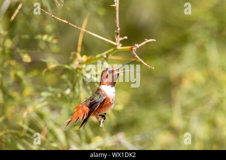 Allen del maschio Hummingbird arroccato svasata di coda becco aperto Foto Stock