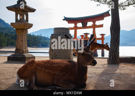 Cervi nella parte anteriore di Itsukushima Floating Torii Gate, Hiroshima, Giappone Foto Stock