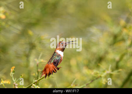 Allen del maschio Hummingbird arroccato svasata di coda becco aperto Foto Stock