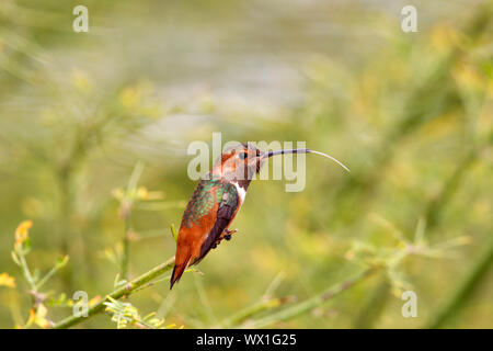 Allen del maschio Hummingbird arroccato svasata di coda becco aperto Foto Stock