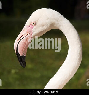Fenicottero maggiore (Phoenicopteridae roseus, Phoenicopterus ruber roseus), ritratto Foto Stock