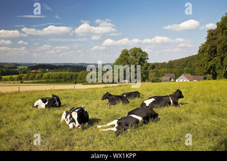 Le mucche di appoggio su un pascolo in Elfringhauser Schweiz, Hattingen, la zona della Ruhr, Germania, Europa Foto Stock