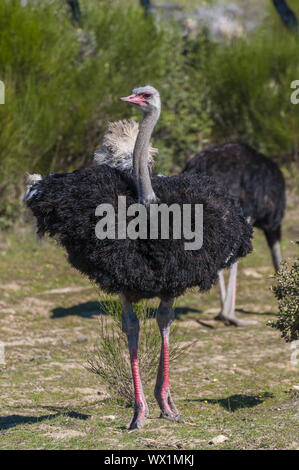 Struzzo con collo lungo e gambe enormi in un allevamento di struzzi azienda agricola Foto Stock