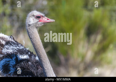 Struzzo con collo lungo e gambe enormi in un allevamento di struzzi azienda agricola Foto Stock