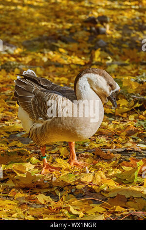 Swan Goose (Anser Cygnoides) Foto Stock