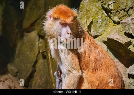 Ritratto di Patas Monkey Foto Stock