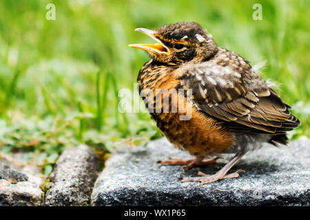 Una vista ravvicinata di un bambino Robin che è il cantare mentre si sta in piedi sul blocco belga di mattoni con erba verde in background Foto Stock