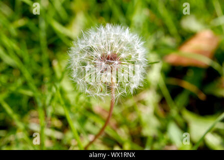 Simeone un paracadute nella forma di un anthodium di tarassaco su uno sfondo di erba verde Foto Stock