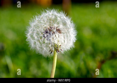 Simeone un paracadute nella forma di un anthodium di tarassaco su uno sfondo di erba verde Foto Stock