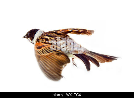 Voce maschile Reed Bunting, capinera (Emberiza schoeniclus) maschio Foto Stock