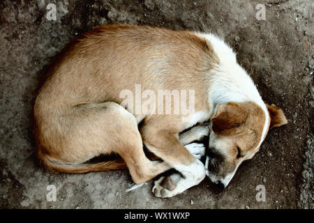 Cane randagio sul marciapiede, vista dall'alto Foto Stock