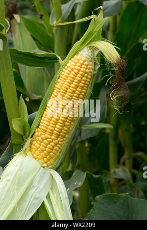 Esposti maturo kernel esposta su un maturo pannocchia di granturco dolce (Zea mays) e seta coltivate in un orto, Berkshire, Settembre Foto Stock