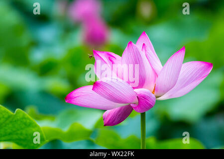 Fiore di loto closeup Foto Stock
