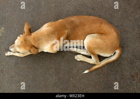 Cane randagio sul marciapiede, vista dall'alto Foto Stock