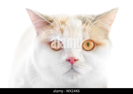 Bianco dritto scozzese purebreed cat Foto Stock