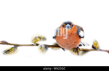 Big-eyed uccello rosso sulla bellissima willow succursale con amenti Foto Stock