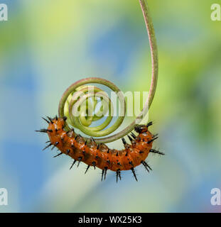 Piccolo terzo caterpillar instar di Golfo Fritillary butterfly in appoggio su di una spirale Passionvine viticcio, ottenere pronto per il prossimo molt Foto Stock